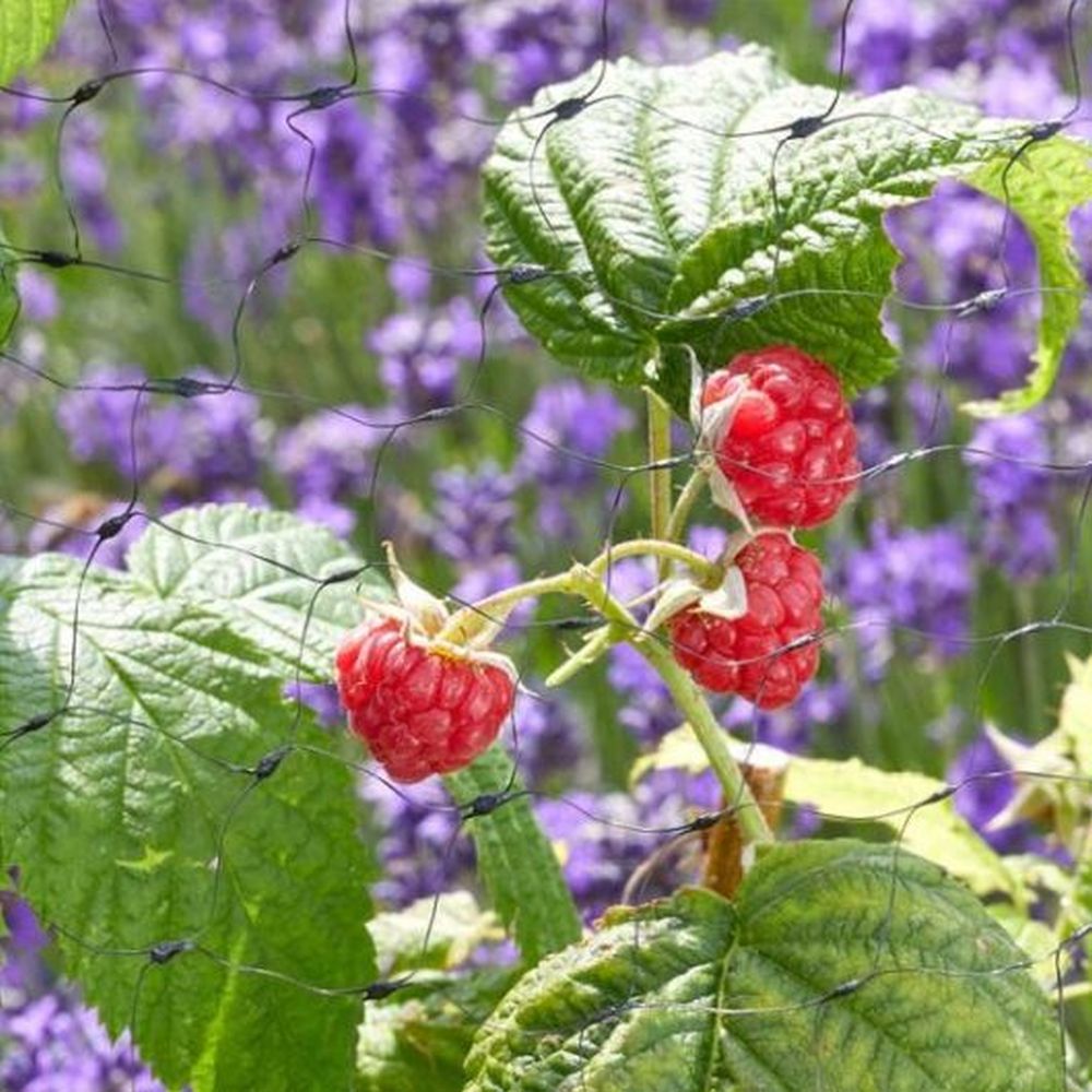 Fruit Netting 4m x 10m