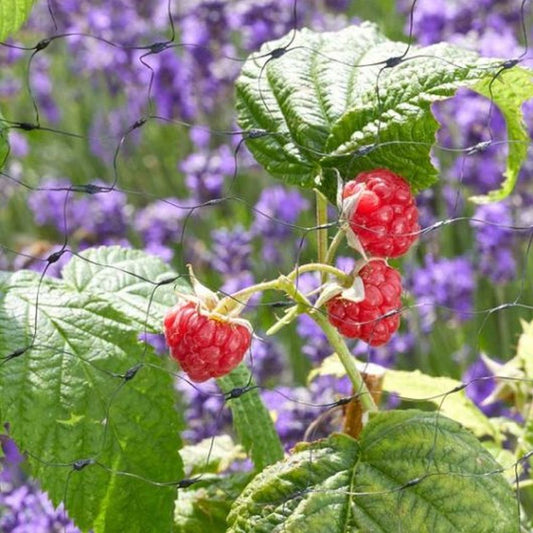 Fruit Netting 4m x 10m