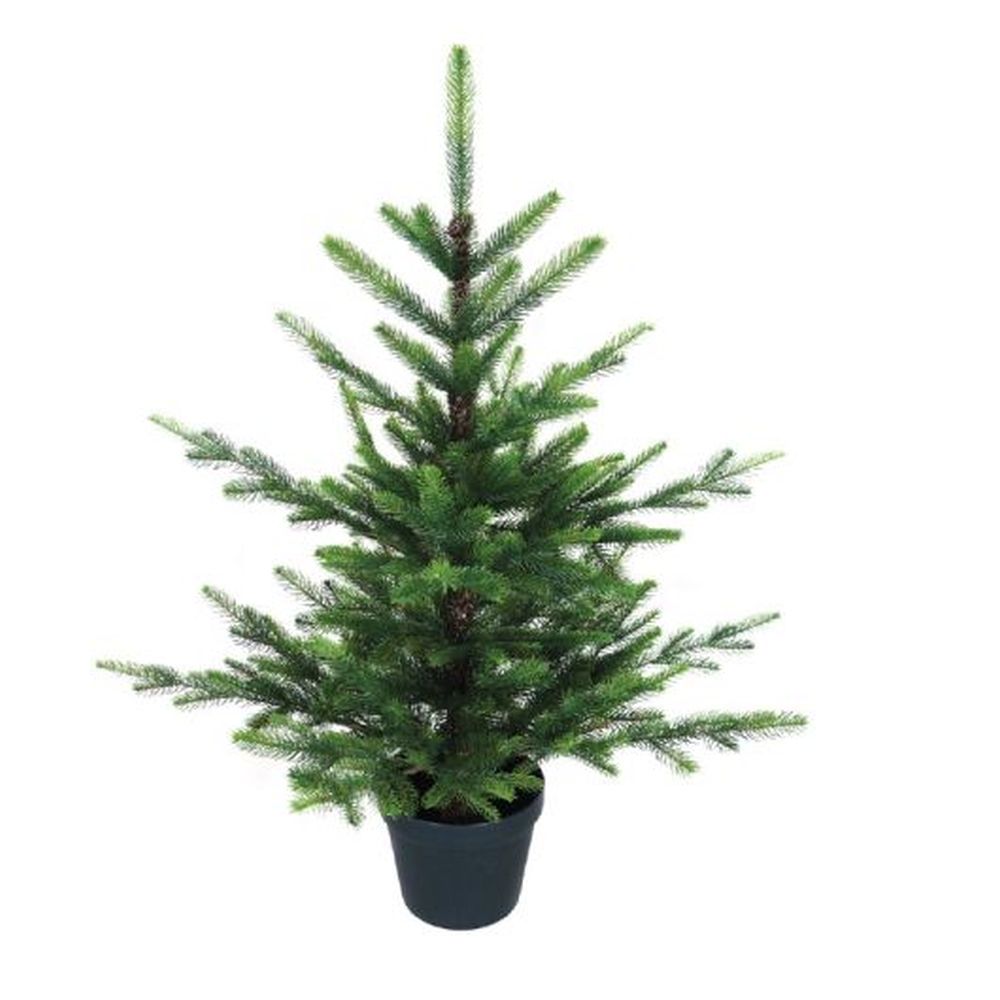 3FT POTTED NORDMAN FIR