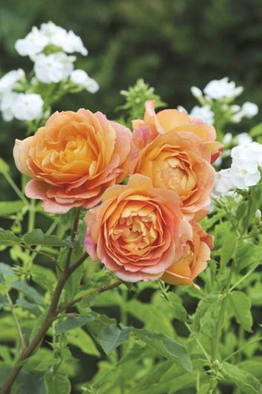 LADY OF SHALOTT