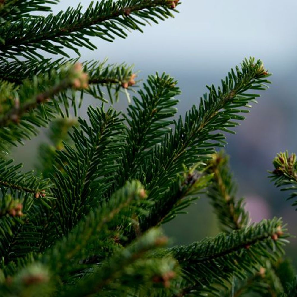 Slimline Nordmann Fir 175-200cm