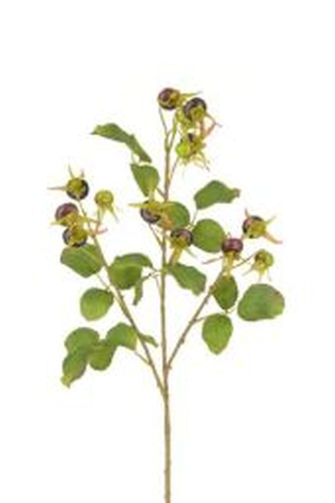 Rosehip Spray 85cm