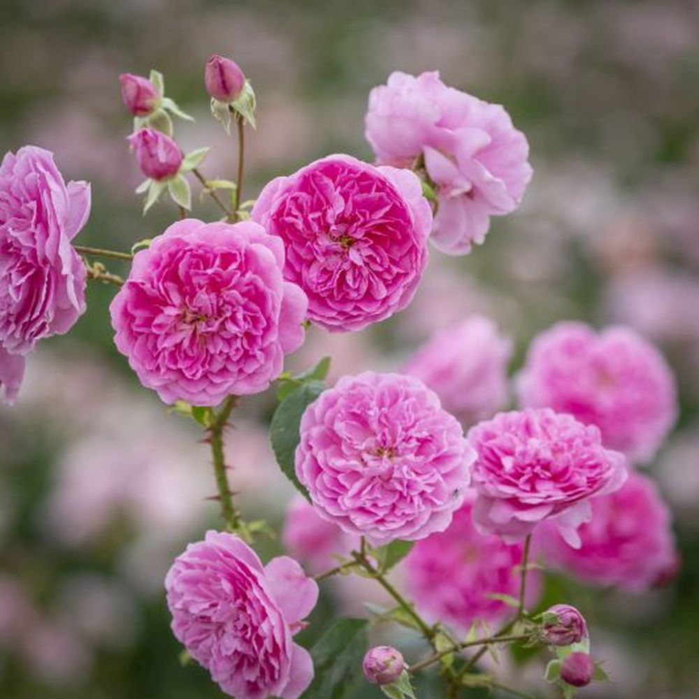 HARLOW CARR