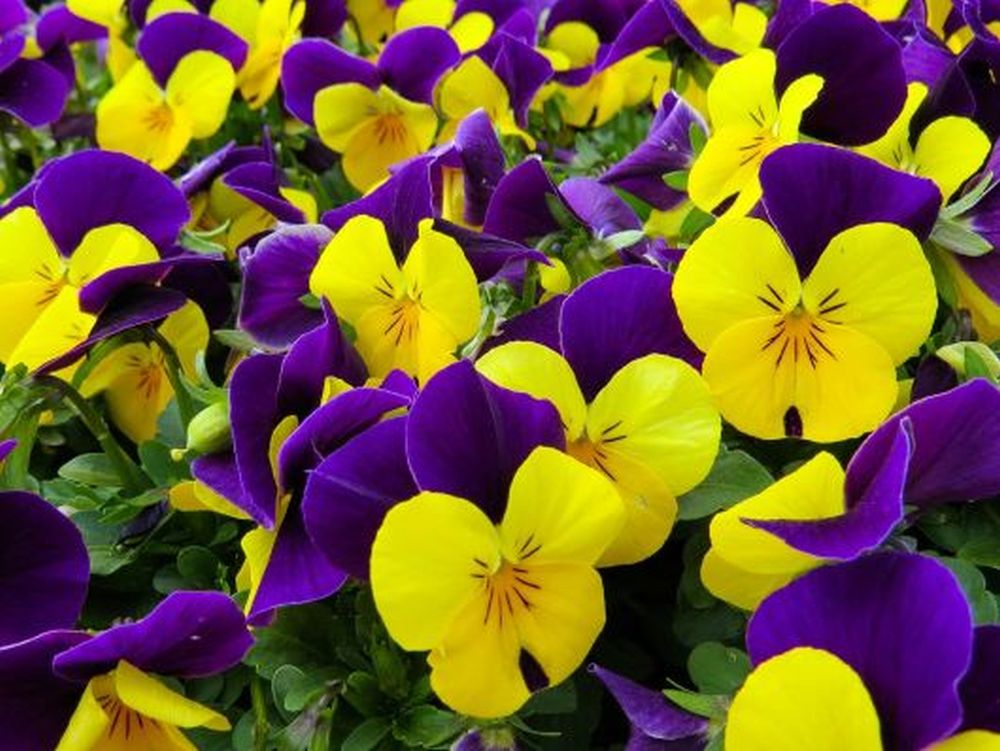 6 pack Pansy