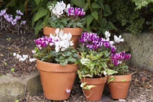 10in Spang Standard Pot